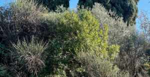 Villa nel Verde Sarzana |  -  - 