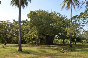 Tenuta Diani Congo Beach |  -  - 