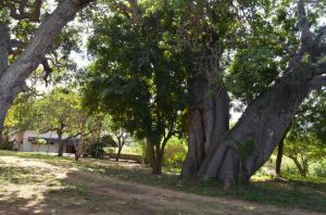 Tenuta Diani Congo Beach |  -  - 