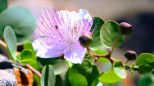 Villino Perla Nera  |  -  - 