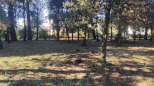 Villa Pinetina | Marina di Pietrasanta - Wohnungen und Villen - Versilia