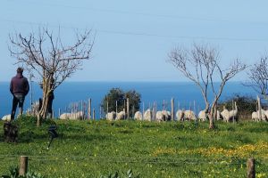 Tenuta Isola Mea |  -  - 