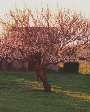 Tenuta Isola Mea |  -  - 