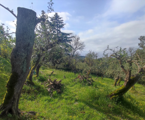 Antico Casale Borbonico |  -  - 