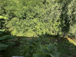 Antico Mulino del Magra  |  -  - 