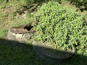 Antica Tenuta il Mulino del Faggio |  -  - 