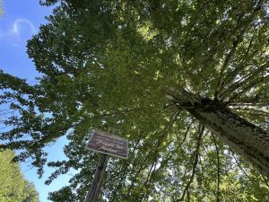 Antica Tenuta il Mulino del Faggio |  -  - 