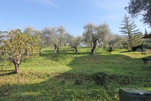 Antica Tenuta Montercorto  |  -  - 