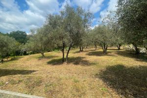 Antica Tenuta Bolano |  -  - 