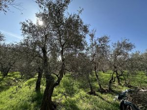 Podere Paradiso |  -  - 