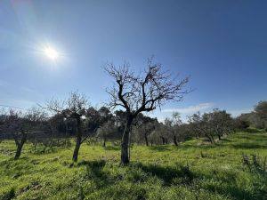 Podere Paradiso |  -  - 