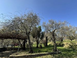 Podere Paradiso |  -  - 