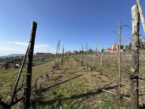 Podere Paradiso |  -  - 