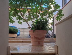 Attico Roma |  -  - 