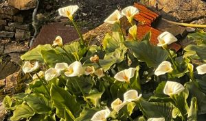 Antico Casale Paradiso |  -  - 