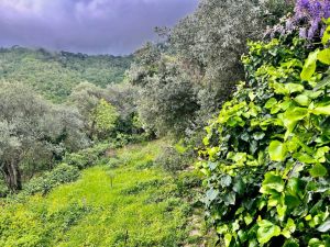 Antico Casale Paradiso |  -  - 