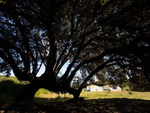 Podere Luogosanto |  -  - 