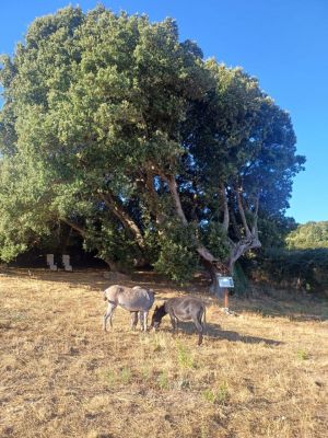 Podere Luogosanto |  -  - 