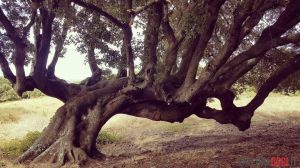 Podere Luogosanto |  -  - 