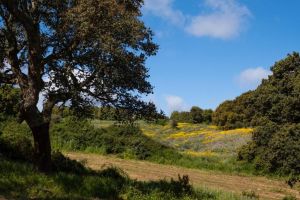 Podere Luogosanto |  -  - 