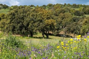 Podere Luogosanto |  -  - 