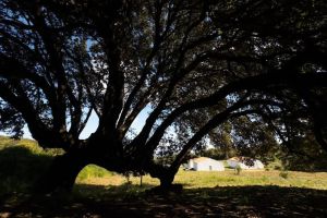 Podere Luogosanto |  -  - 