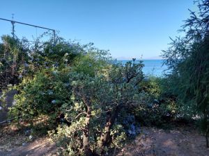 La Regina dell' Isola |  -  - 