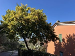 Blue Cove in Baia Blu  |  -  - 