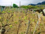 Antico Rustico Corniglia | Vernazza & Corniglia - Landhäuser & Rustikale Anwesen - 5 Terre