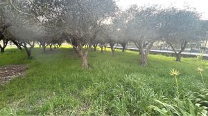 CASA VISTA SUGLI ULIVI |  -  - 