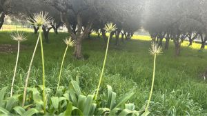 CASA VISTA SUGLI ULIVI |  -  - 
