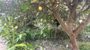CASA VISTA SUGLI ULIVI |  -  - 