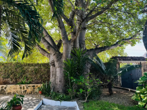 Villa Taste Itay Watamu |  -  - 