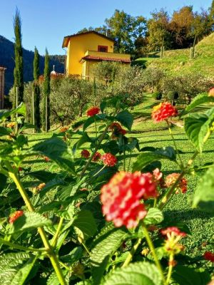 Villa il Poggio |  -  - 
