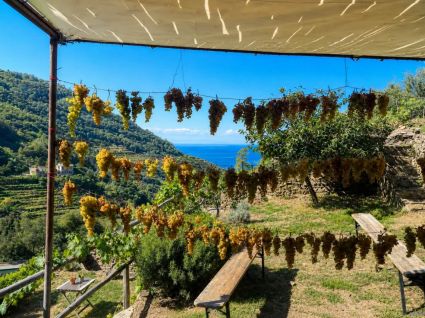 Il Rustico del Miele  |  -  - 