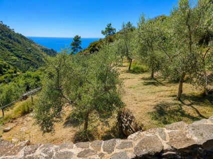 Il Rustico del Miele  |  -  - 
