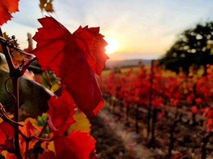 Agriturismo Maremma Mare |  -  - 